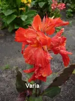73.webp