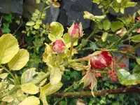 Rose2.webp