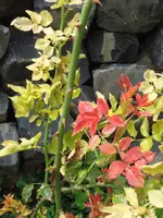 Rose5.webp