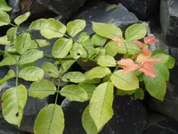 Rose4.webp