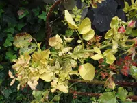 Rose3.webp