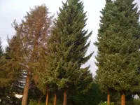 nadelbaeume.webp