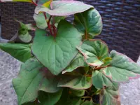 DSC00152.webp