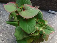 DSC00160.webp