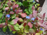 DSC00163.webp