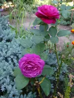 DSC00168.webp