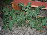CIMG3190.webp