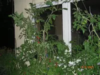 CIMG3191.webp