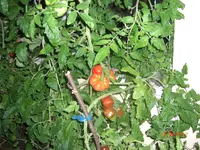 CIMG3194.webp
