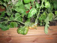 CIMG3195.webp