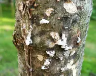 Albizia Rindenkrankheit.webp