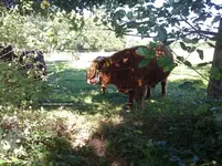 09.09.12-01                Schottisches Hochlandrind.webp