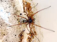 Spinne_058.webp