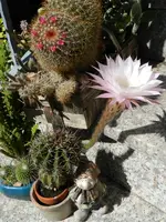Kakteen_013.webp