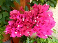 Drillingsblume_002.webp
