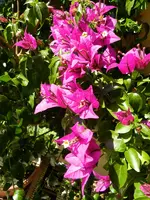 Drillingsblume_007.webp