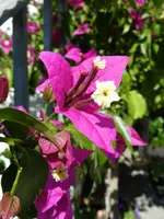 Drillingsblume_010.webp