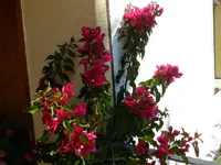Drillingsblume_003.webp