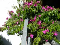 Drillingsblume_009.webp