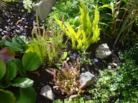 Calluna,Baumheide,Enzian.webp