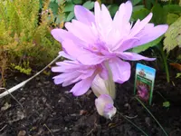 Herbstzeitlose.webp