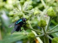Grüne Fliege_003.webp