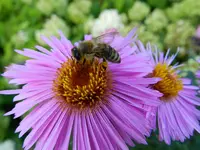 Herbstaster Bienchen_092.webp
