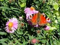 Schmetterling_039.webp