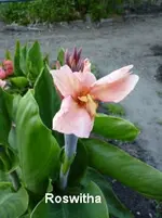 54.webp