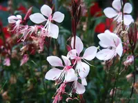 _Prachtscharte.webp