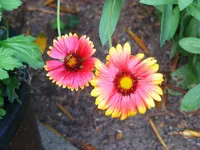 _Unbek.III 10.09.2012.webp