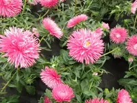 006.webp