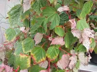 056.webp