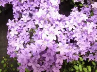 014.webp