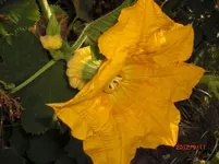 CIMG1408.webp