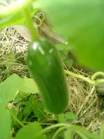 CIMG0005.webp