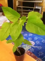 264015_361589193920734_684813517_n.webp 264015_361589193920734_684813517_n.webp