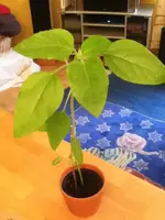 556605_361589523920701_822284488_n.webp 556605_361589523920701_822284488_n.webp