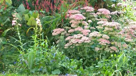 DSCN3666.webp