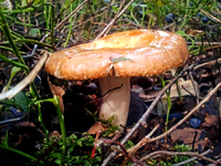 pilz.webp