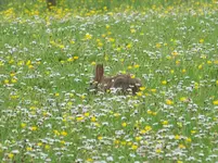 017 bunny.webp