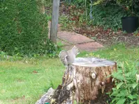 060 mit eichhörnchen.webp