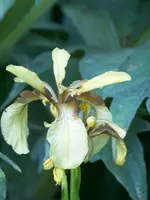 135 iris.webp