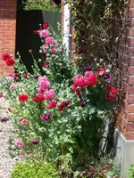 141.webp
