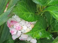 069.webp