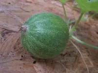 Melone.webp