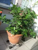 DSCF5392.webp