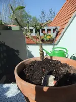 DSCF4665.webp