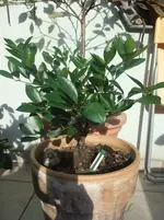 DSCF5394.webp