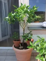 DSCF5393.webp